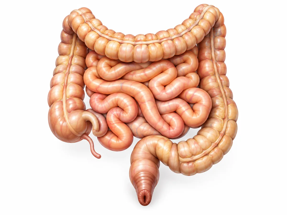 Illustrazione dell’intestino